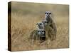 Meerkats (Suricates) (Suricata Suricatta), Greater Addo National Park, South Africa, Africa-Steve & Ann Toon-Stretched Canvas