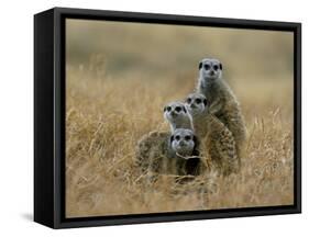 Meerkats (Suricates) (Suricata Suricatta), Greater Addo National Park, South Africa, Africa-Steve & Ann Toon-Framed Stretched Canvas