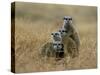 Meerkats (Suricates) (Suricata Suricatta), Greater Addo National Park, South Africa, Africa-Steve & Ann Toon-Stretched Canvas