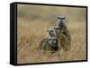 Meerkats (Suricates) (Suricata Suricatta), Greater Addo National Park, South Africa, Africa-Steve & Ann Toon-Framed Stretched Canvas