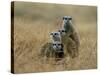 Meerkats (Suricates) (Suricata Suricatta), Greater Addo National Park, South Africa, Africa-Steve & Ann Toon-Stretched Canvas