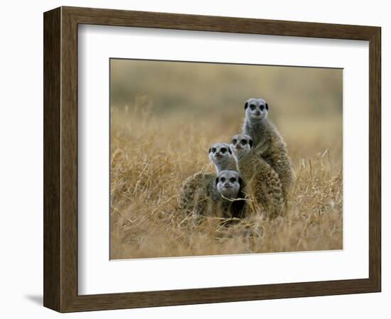 Meerkats (Suricates) (Suricata Suricatta), Greater Addo National Park, South Africa, Africa-Steve & Ann Toon-Framed Photographic Print