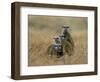 Meerkats (Suricates) (Suricata Suricatta), Greater Addo National Park, South Africa, Africa-Steve & Ann Toon-Framed Photographic Print