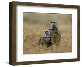 Meerkats (Suricates) (Suricata Suricatta), Greater Addo National Park, South Africa, Africa-Steve & Ann Toon-Framed Photographic Print