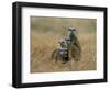 Meerkats (Suricates) (Suricata Suricatta), Greater Addo National Park, South Africa, Africa-Steve & Ann Toon-Framed Photographic Print