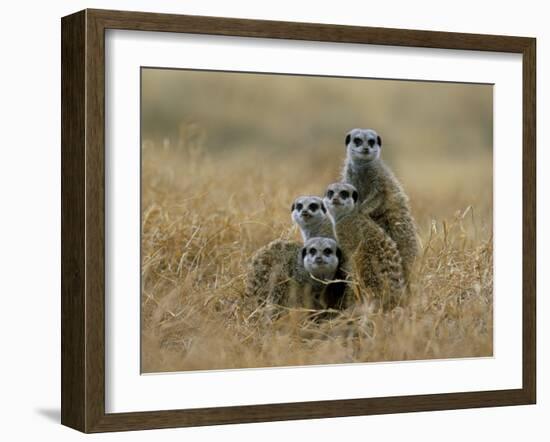 Meerkats (Suricates) (Suricata Suricatta), Greater Addo National Park, South Africa, Africa-Steve & Ann Toon-Framed Photographic Print