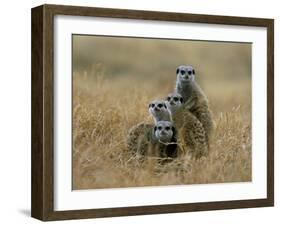 Meerkats (Suricates) (Suricata Suricatta), Greater Addo National Park, South Africa, Africa-Steve & Ann Toon-Framed Photographic Print