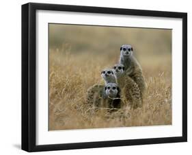 Meerkats (Suricates) (Suricata Suricatta), Greater Addo National Park, South Africa, Africa-Steve & Ann Toon-Framed Photographic Print