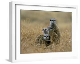 Meerkats (Suricates) (Suricata Suricatta), Greater Addo National Park, South Africa, Africa-Steve & Ann Toon-Framed Photographic Print