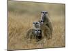 Meerkats (Suricates) (Suricata Suricatta), Greater Addo National Park, South Africa, Africa-Steve & Ann Toon-Mounted Photographic Print