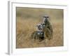 Meerkats (Suricates) (Suricata Suricatta), Greater Addo National Park, South Africa, Africa-Steve & Ann Toon-Framed Photographic Print