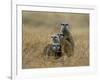 Meerkats (Suricates) (Suricata Suricatta), Greater Addo National Park, South Africa, Africa-Steve & Ann Toon-Framed Photographic Print