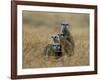 Meerkats (Suricates) (Suricata Suricatta), Greater Addo National Park, South Africa, Africa-Steve & Ann Toon-Framed Photographic Print