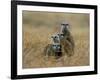 Meerkats (Suricates) (Suricata Suricatta), Greater Addo National Park, South Africa, Africa-Steve & Ann Toon-Framed Photographic Print