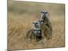 Meerkats (Suricates) (Suricata Suricatta), Greater Addo National Park, South Africa, Africa-Steve & Ann Toon-Mounted Photographic Print
