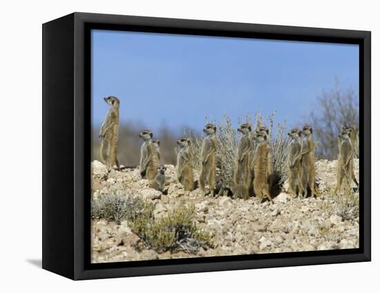 Meerkats (Suricates) (Suricata Suricatta), Kalahari Gemsbok Park, South Africa, Africa-Steve & Ann Toon-Framed Stretched Canvas