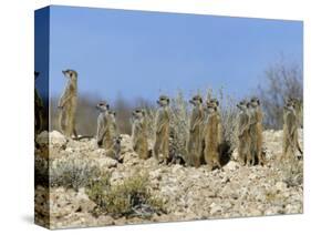 Meerkats (Suricates) (Suricata Suricatta), Kalahari Gemsbok Park, South Africa, Africa-Steve & Ann Toon-Stretched Canvas