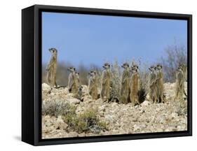 Meerkats (Suricates) (Suricata Suricatta), Kalahari Gemsbok Park, South Africa, Africa-Steve & Ann Toon-Framed Stretched Canvas