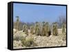 Meerkats (Suricates) (Suricata Suricatta), Kalahari Gemsbok Park, South Africa, Africa-Steve & Ann Toon-Framed Stretched Canvas