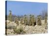 Meerkats (Suricates) (Suricata Suricatta), Kalahari Gemsbok Park, South Africa, Africa-Steve & Ann Toon-Stretched Canvas