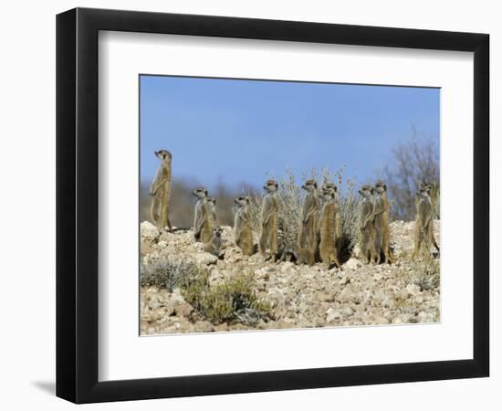 Meerkats (Suricates) (Suricata Suricatta), Kalahari Gemsbok Park, South Africa, Africa-Steve & Ann Toon-Framed Photographic Print