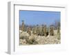 Meerkats (Suricates) (Suricata Suricatta), Kalahari Gemsbok Park, South Africa, Africa-Steve & Ann Toon-Framed Photographic Print