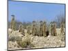 Meerkats (Suricates) (Suricata Suricatta), Kalahari Gemsbok Park, South Africa, Africa-Steve & Ann Toon-Mounted Photographic Print