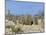 Meerkats (Suricates) (Suricata Suricatta), Kalahari Gemsbok Park, South Africa, Africa-Steve & Ann Toon-Mounted Photographic Print