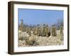 Meerkats (Suricates) (Suricata Suricatta), Kalahari Gemsbok Park, South Africa, Africa-Steve & Ann Toon-Framed Photographic Print