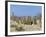 Meerkats (Suricates) (Suricata Suricatta), Kalahari Gemsbok Park, South Africa, Africa-Steve & Ann Toon-Framed Photographic Print