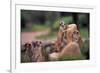 Meerkats Working-Lantern Press-Framed Premium Giclee Print