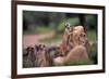 Meerkats Working-Lantern Press-Framed Premium Giclee Print