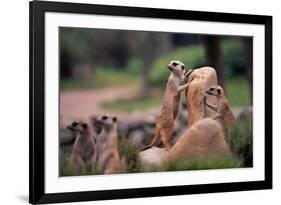 Meerkats Working-Lantern Press-Framed Premium Giclee Print