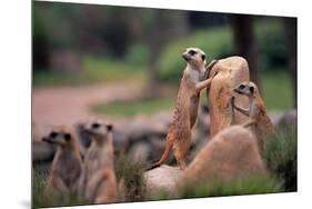 Meerkats Working-Lantern Press-Mounted Premium Giclee Print