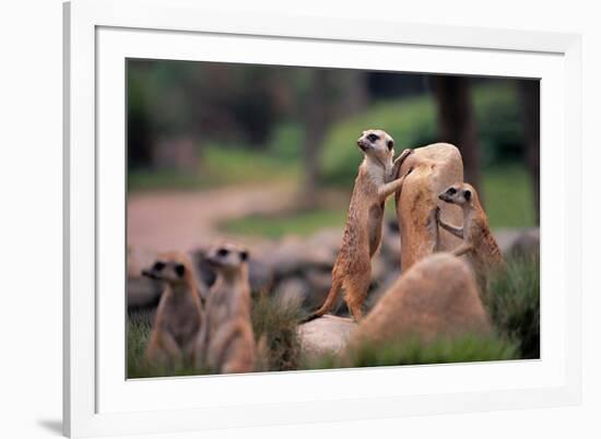 Meerkats Working-Lantern Press-Framed Art Print