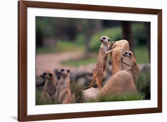 Meerkats Working-Lantern Press-Framed Art Print