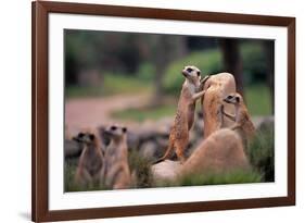 Meerkats Working-Lantern Press-Framed Art Print