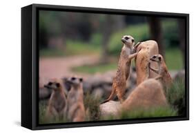 Meerkats Working-Lantern Press-Framed Stretched Canvas