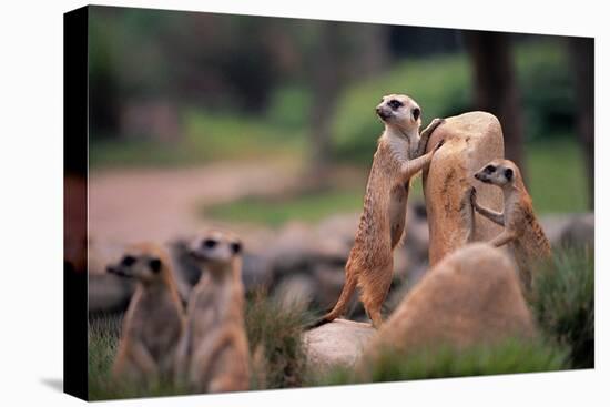 Meerkats Working-Lantern Press-Stretched Canvas