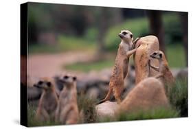 Meerkats Working-Lantern Press-Stretched Canvas