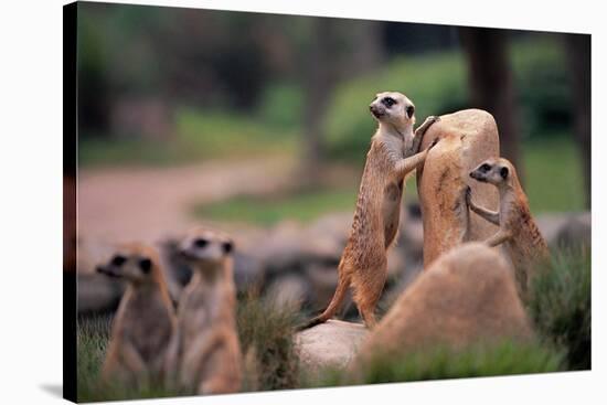 Meerkats Working-Lantern Press-Stretched Canvas