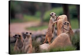 Meerkats Working-Lantern Press-Stretched Canvas