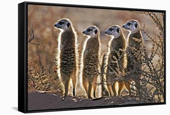 Meerkats-Tony Camacho-Framed Stretched Canvas