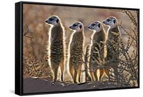 Meerkats-Tony Camacho-Framed Stretched Canvas