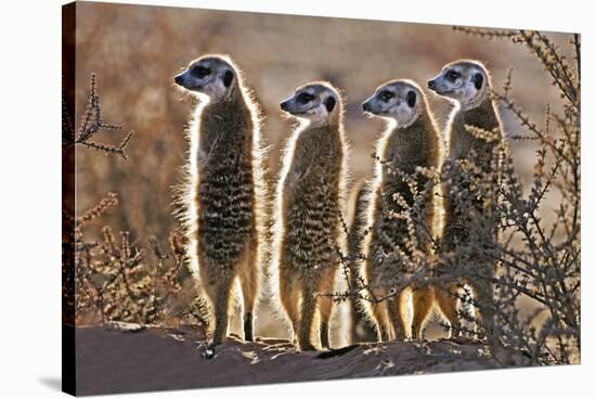 Meerkats-Tony Camacho-Stretched Canvas