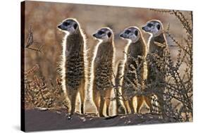 Meerkats-Tony Camacho-Stretched Canvas