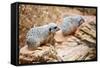 Meerkats-duallogic-Framed Stretched Canvas