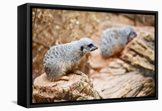 Meerkats-duallogic-Framed Stretched Canvas