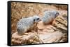 Meerkats-duallogic-Framed Stretched Canvas