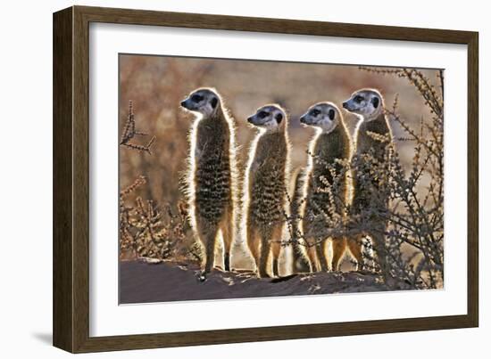 Meerkats-Tony Camacho-Framed Photographic Print